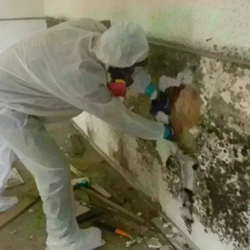 Mold Remediation and Removal in Dover Base Housing, DE